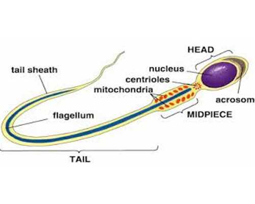 武汉供卵试管自怀,武汉供卵是第几代试管,武汉供卵三代试管