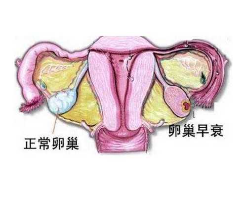 卵泡多大算多囊卵巢~代妈代怀