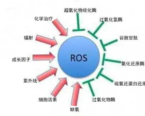 紧急避孕药对卵巢囊肿有影响吗？治疗卵巢早衰吃什么食物好？~助孕机构费用价格