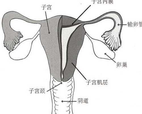 纵隔子宫怀孕很危险！不同孕期需注意这些事项~正规代生助孕
