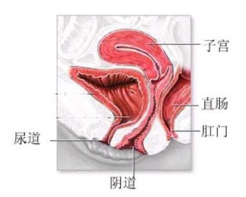 宫颈癌检查的项目~试管包男孩