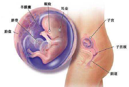 云南供卵技术_高龄女性接受试管婴儿，如何提高移植成功率？